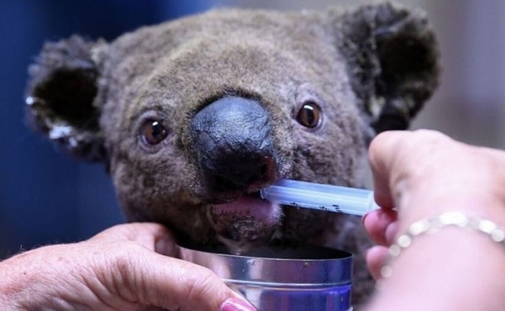 Getty Images Se calcula que unos 8.000 koalas han muerto en el norte de Nueva Gales del Sur.