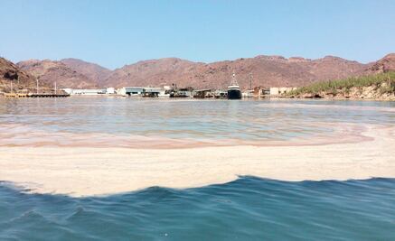 Sardineras contaminan el Mar de Cortés