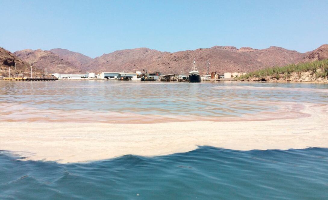 Sardineras contaminan el Mar de Cortés