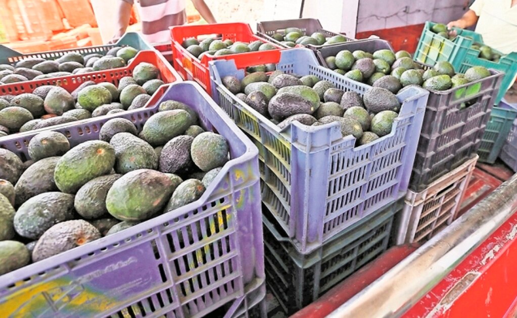 Advierten que violencia en Michoacán podría frenar exportación de aguacate
