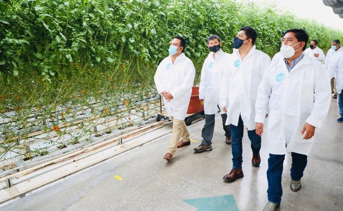 Invernaderos de Santa Rita en SLP están en riesgo ante imposición de aranceles de EU