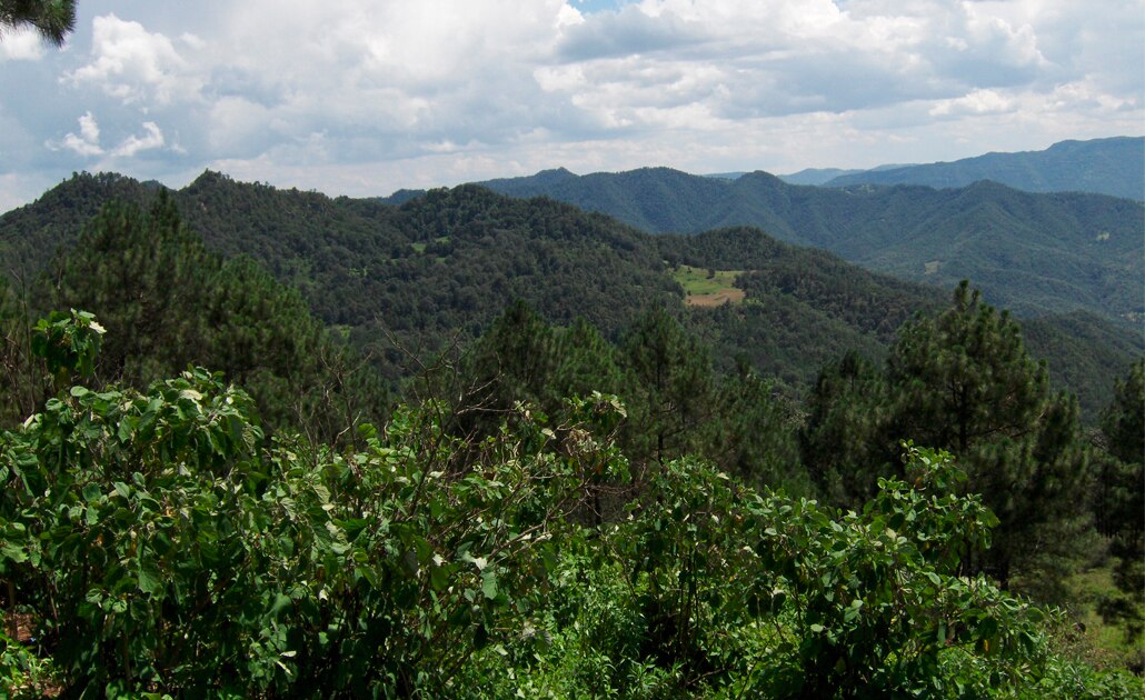 Tragedia ambiental desaparecer Conafor en SLP, señala ex delegado