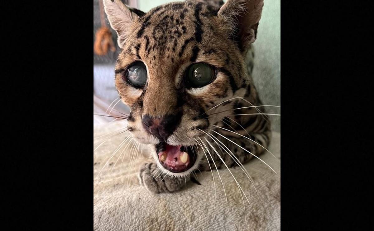 Este tipo de animales suelen ser asesinados por pobladores de comunidades por considerarlos una amenaza para su ganado. Foto: Especial