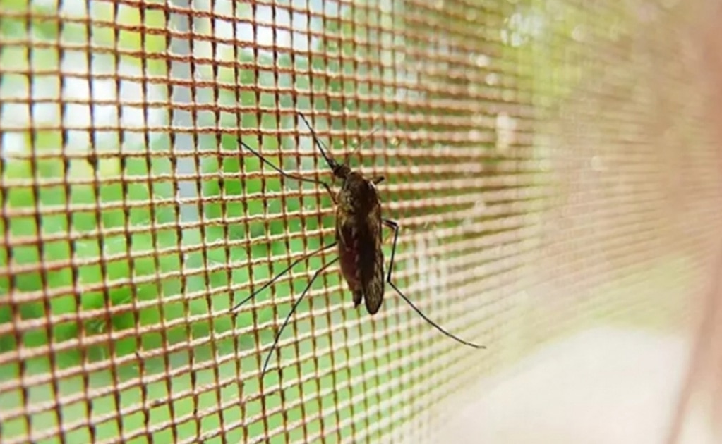 Por qué los mosquitos de la malaria se han vuelto más resistentes a insecticidas