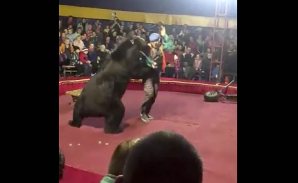 (VIDEO) Oso de circo ataca a su entrenador en pleno show en Rusia