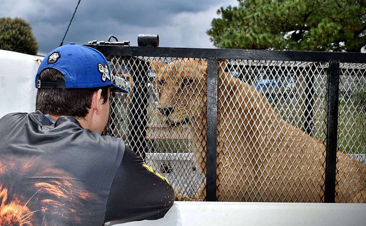 Zoológico de Mexquitic recibe dos leonas rescatadas de santuario en CDMX tras caso de maltrato