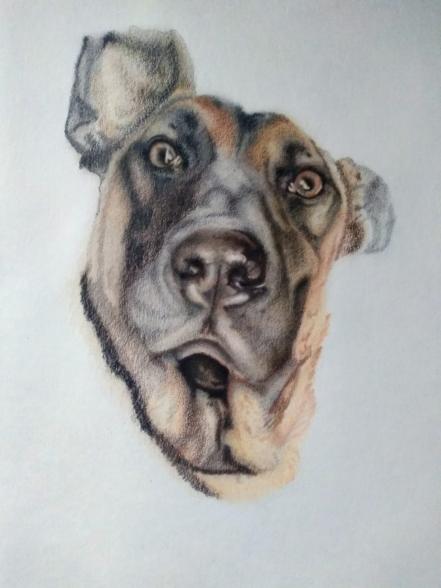 Artista transforma sus dibujos en ayuda para perros abandonados en SLP 