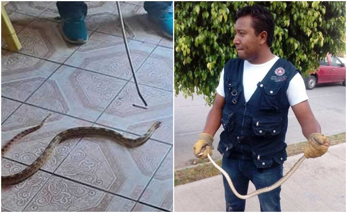 Rescate animal: Protección Civil llama a potosinos a reportar presencia de fauna exótica sin dañarla. Fotos: Especiales