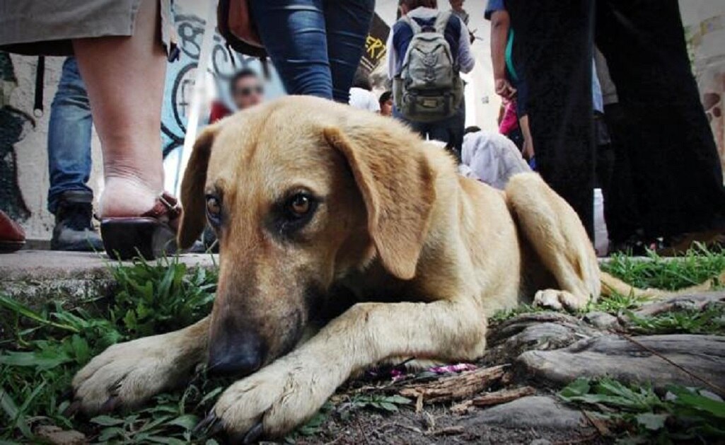 Investiga fiscalía de SLP muerte de perrito causada por pirotecnia en Ciudad Fernández