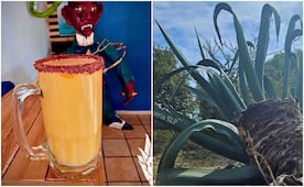 Pulque de San Luis Potosí: herencia viva del desierto y símbolo de resistencia cultural 