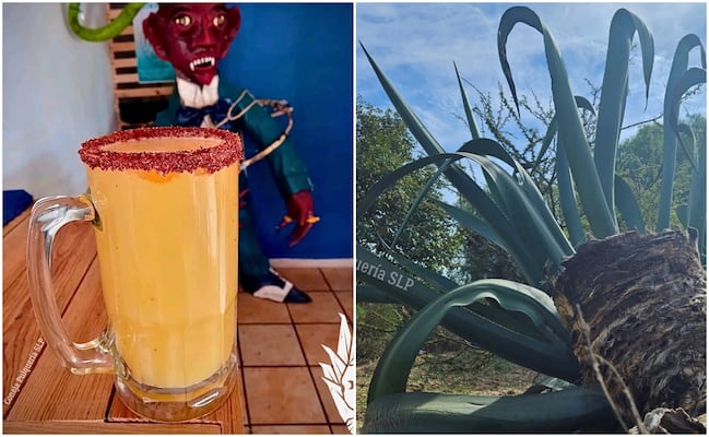 Pulque de San Luis Potosí: herencia viva del desierto y símbolo de resistencia cultural