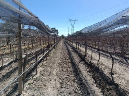 Pozo de Luna, el vino soledense que catapulta a SLP en el reconocimiento internacional