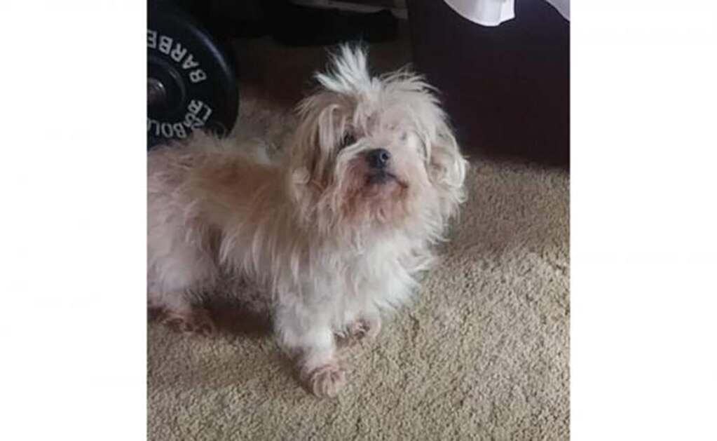 Hombre de EU entierra vivo a perro porque no se llevaba bien con su gato