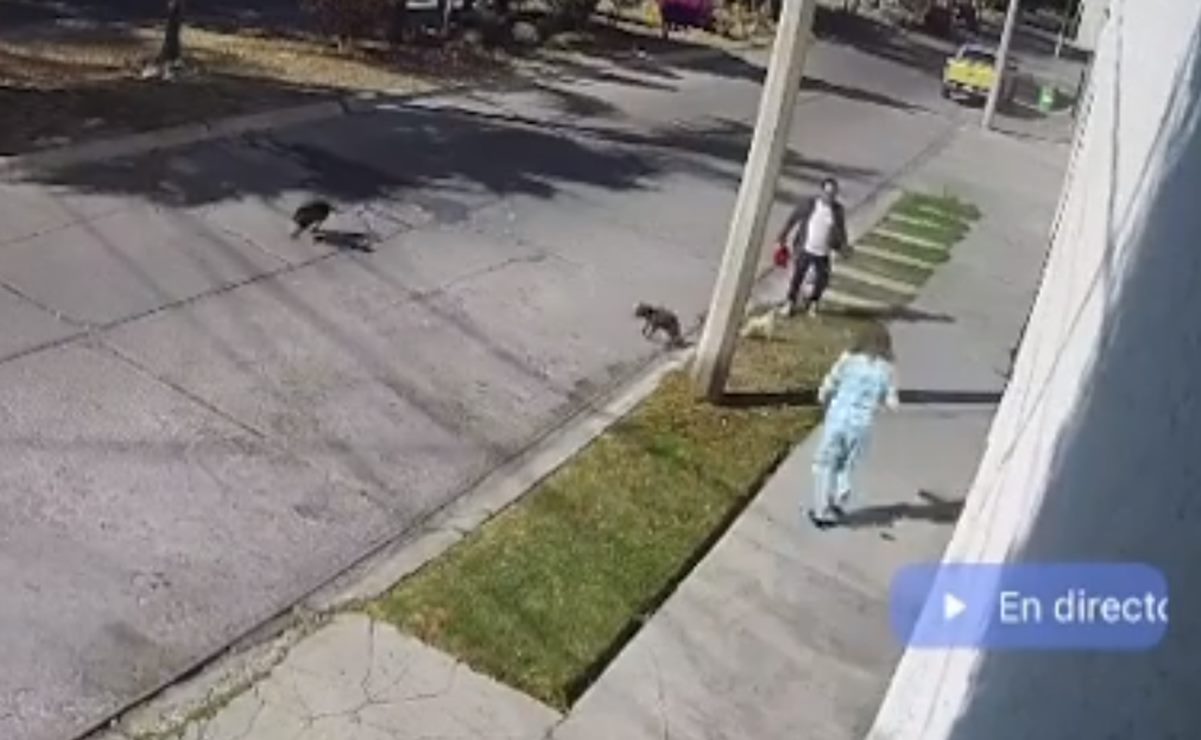 Fiscalía de San Luis Potosí investiga nuevo caso de maltrato animal