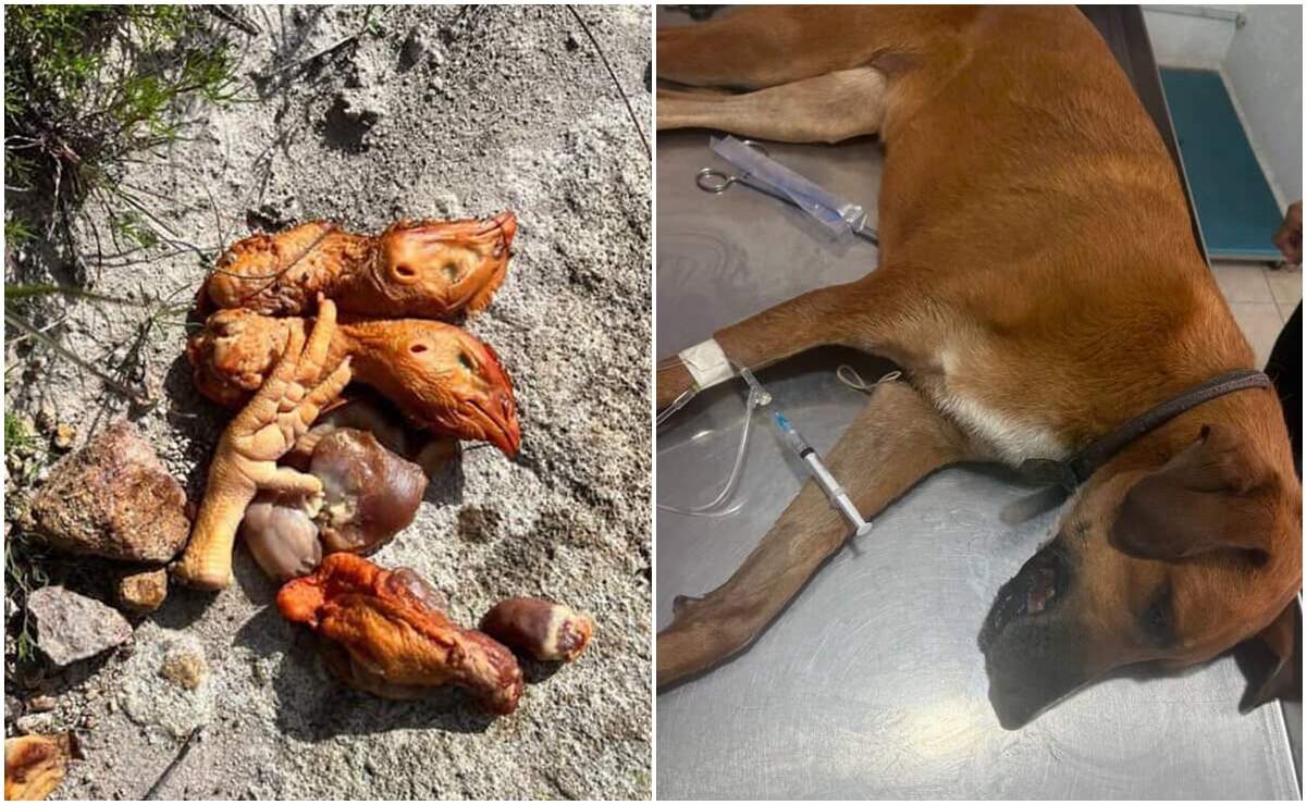 ¡Alerta! Denuncian presencia de comida envenenada en camino al cerro del Potosí; ya murió una perrita