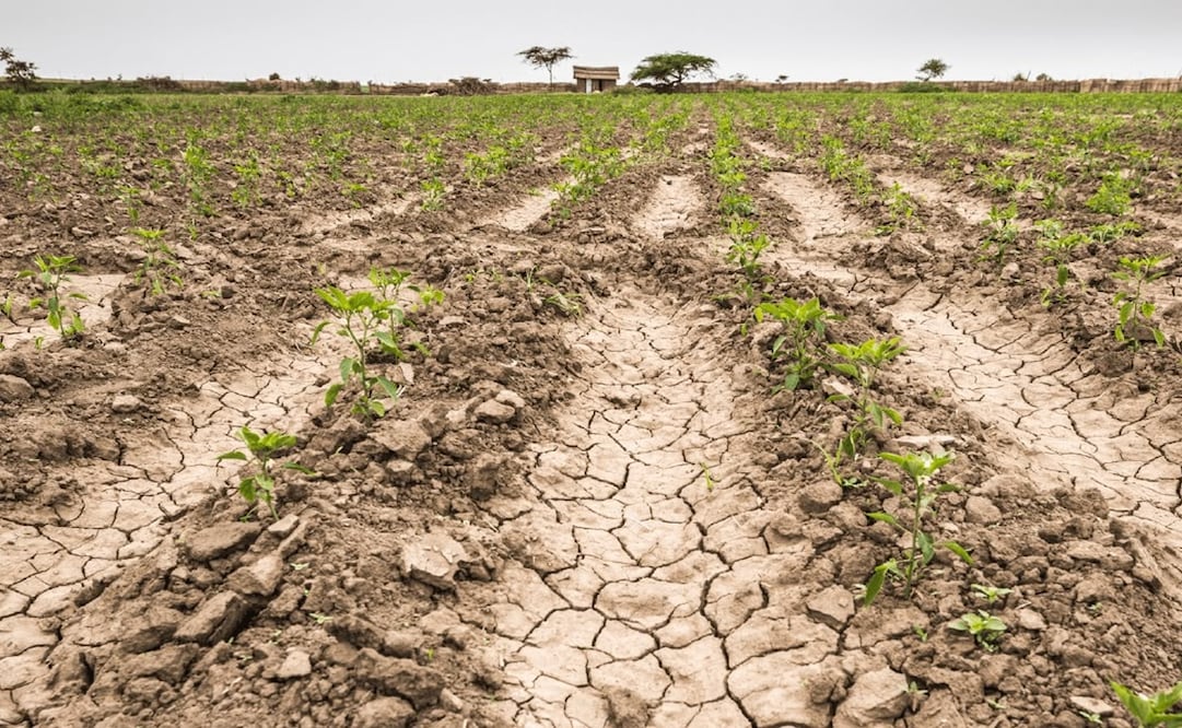 Lluvias de este año en SLP fortalecieron al sector agropecuario. Foto: Especial