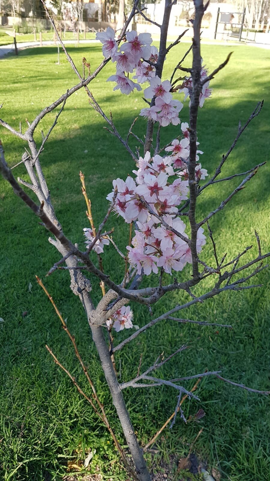 Florecen sakuras en el Jardín Japonés en el Parque Tangamanga I