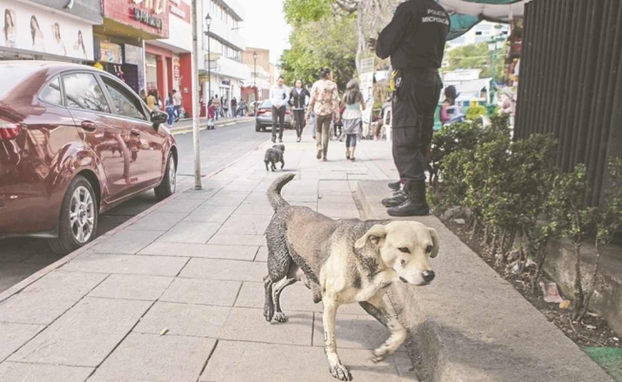 Denuncian exceso de violencia en redadas contra perros