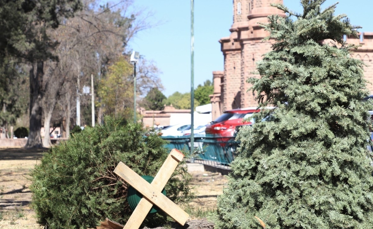 Habilitan 7 centros de acopio de árboles navideños naturales en capital de SLP