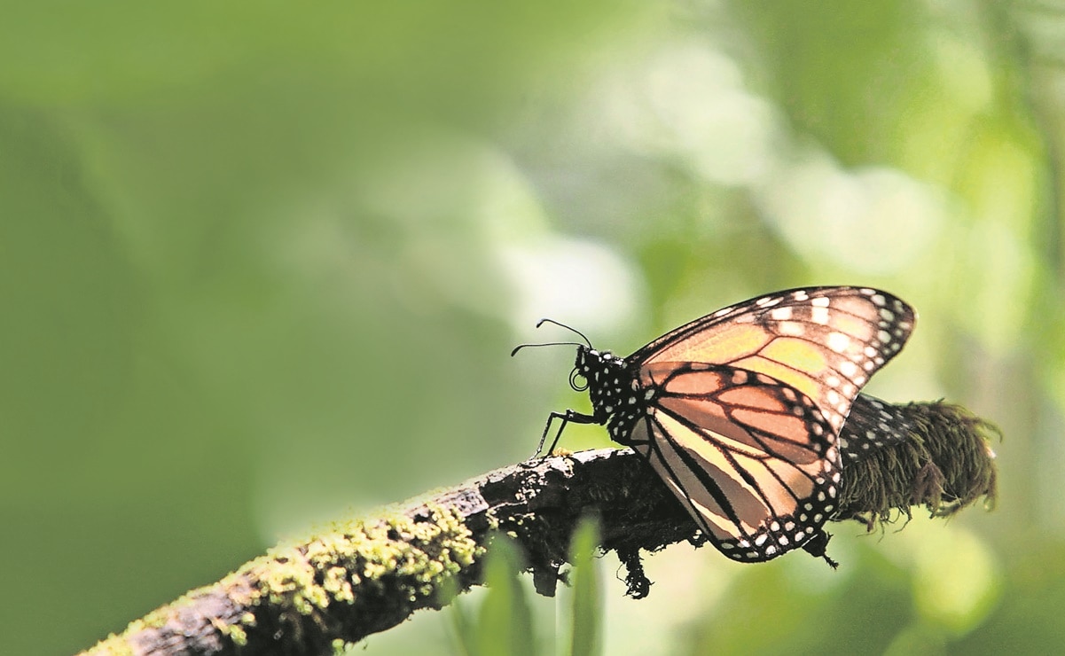 Empresarios de SLP donan algodoncillo, planta vital para las mariposas monarca