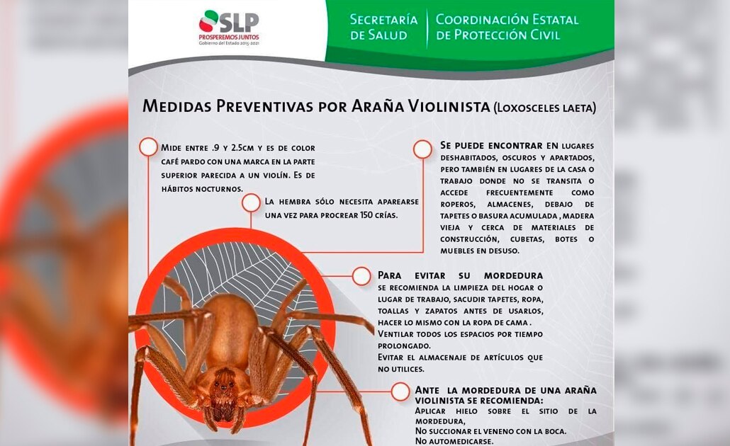 Emiten medidas preventivas por araña violinista 