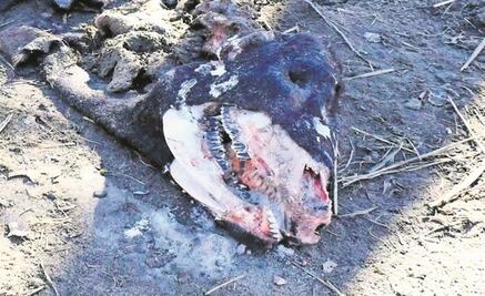 ¿Alienígenas o satanismo? La macabra mutilación de toros que inquieta en EU