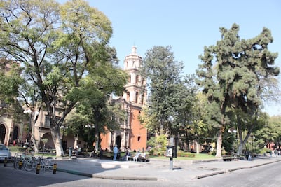 Proponen reforma para protección de árboles urbanos