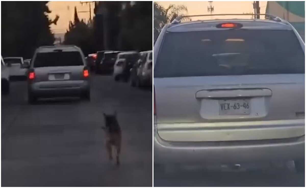 Perrito es abandonado por una camioneta en SLP