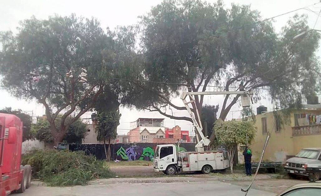 Dan mantenimiento a áreas verdes para evitar riesgos por vientos