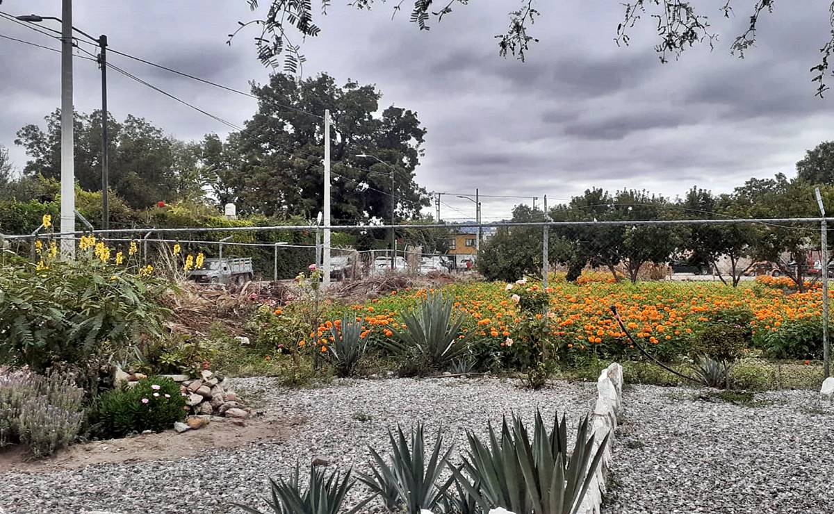 Entre residencias y edificios, aún perduran las huertas de frutos y flores en la capital de San Luis