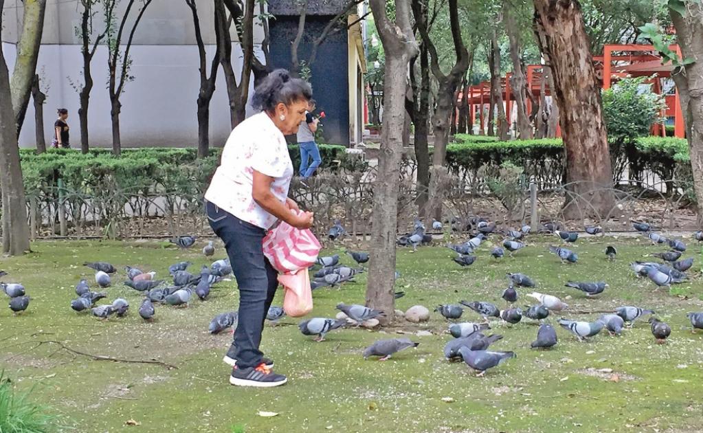 Rosa Guillén alimenta con pan molido a las palomas de Tlatelolco todos los días; cuenta que le gusta imaginar que las almas de los jóvenes que murieron el 2 de octubre de 1968 en la Plaza de las Tres Culturas viven en las aves. Foto: PERLA MIRANDA.