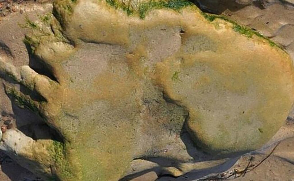 Encuentran huellas de dinosaurios en Escocia