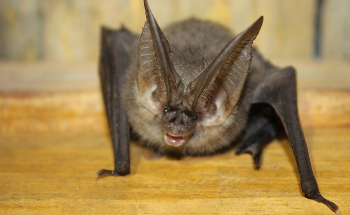 Descubre el fascinante mundo de los murciélagos en la Murci Semana de la UASLP