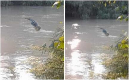 Reportan presencia de cocodrilo en el municipio El Naranjo; Protección Civil emite alerta