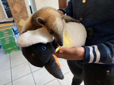 Rescatan en Tamazunchale a un oso hormiguero que estaba siendo traficado