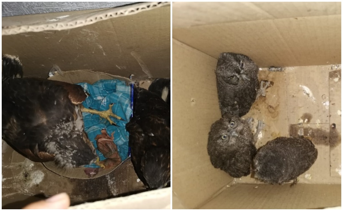 Guardia Nacional asegura tres búhos y dos águilas en libramiento Oriente