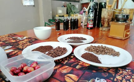 Día internacional del café: Grano huasteco, calidad que conquista y surge en tierras de San Luis Potosí