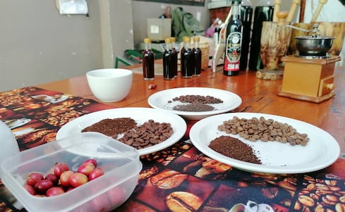 Día internacional del café: Grano huasteco, calidad que conquista y surge en tierras de San Luis Potosí