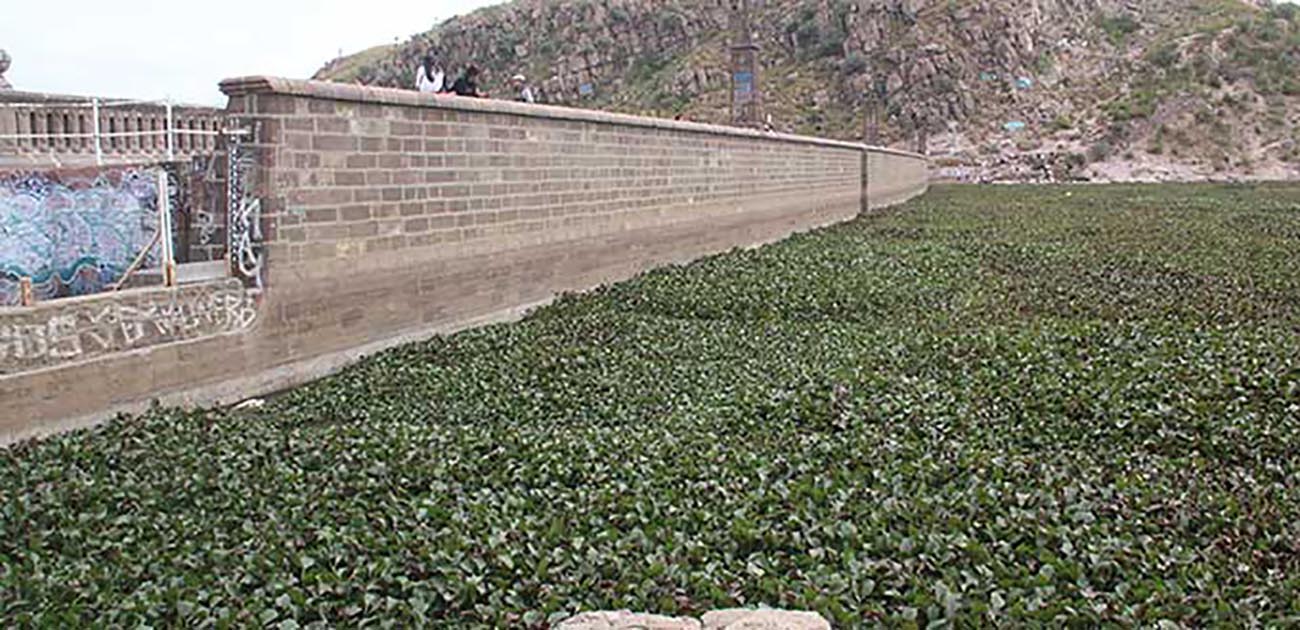 Interapas, dispuesto a limpiar lirio de presa San José