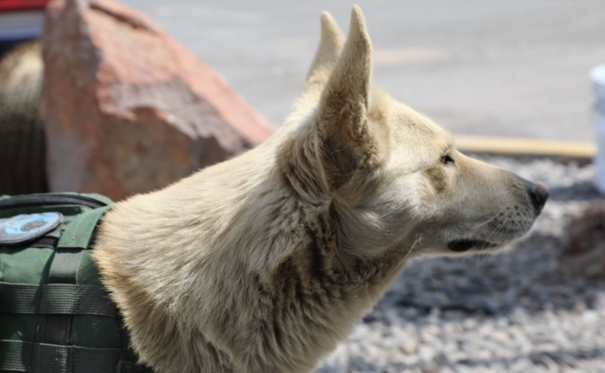 “Coyotito”, el perrito callejero que se convirtió en el policía más querido de SLP