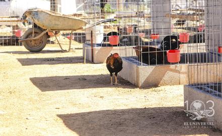 Gallos, la pelea contra la prohibición