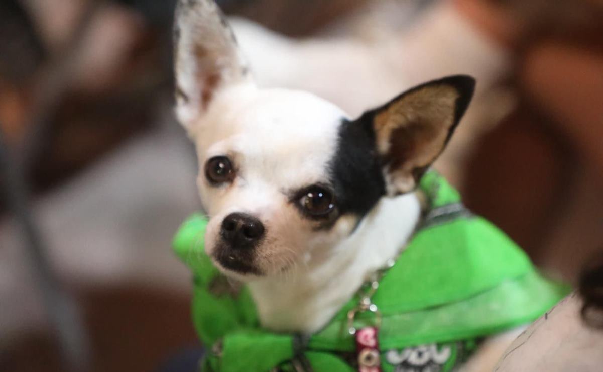 Secretaría de Ecología sin plan ni presupuesto para la prevención de la violencia y respeto a los animales en SLP