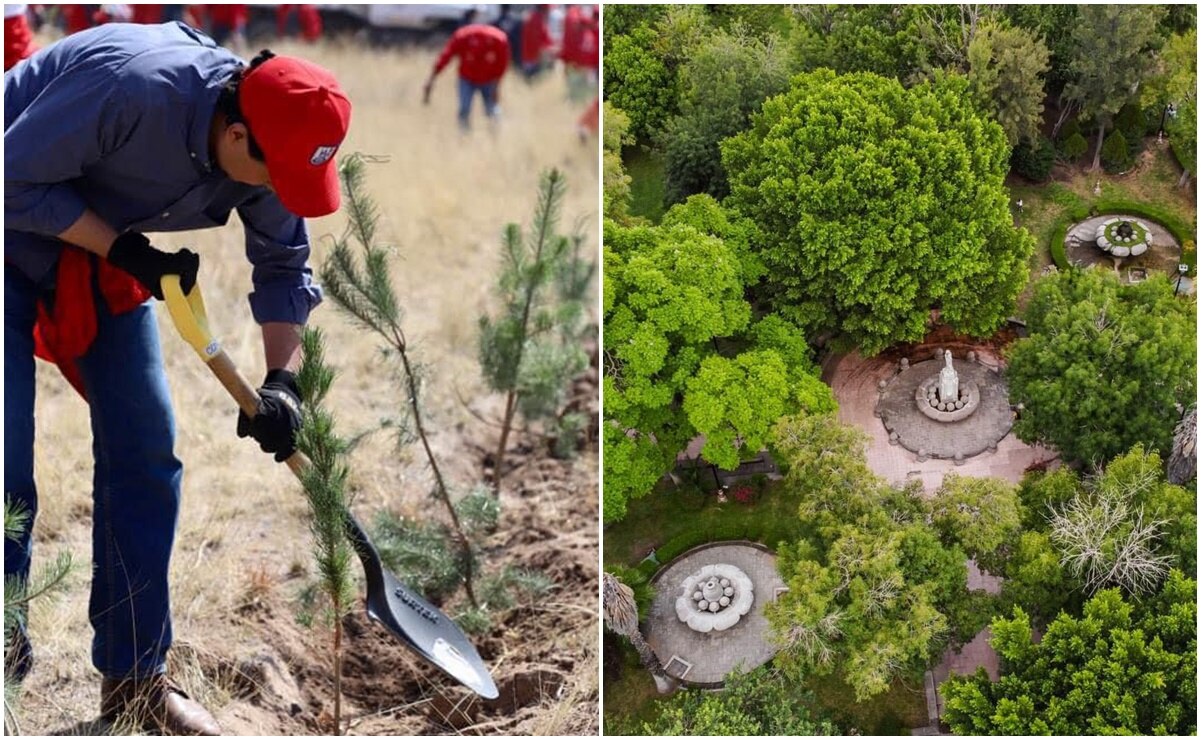 Con nogal de 7 metros, SLP celebra su segundo año como Ciudad Árbol del Mundo 