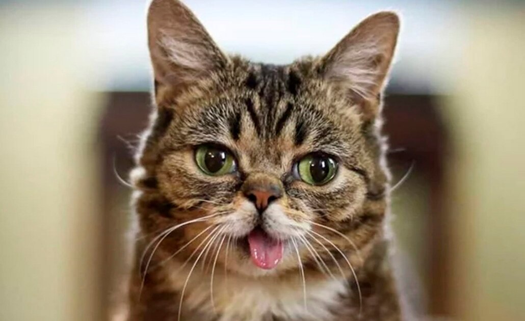Muere “Lil Bub”, la gata con enanismo que se hizo famosa en Instagram