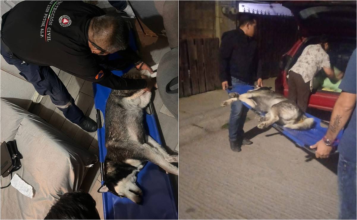 Lomitos son atacados por enjambre de abejas en la capital potosina