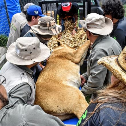 Zoológico de Mexquitic recibe dos leonas rescatadas de santuario en CDMX tras caso de maltrato