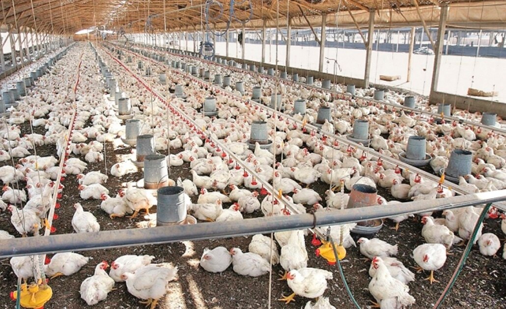 Hong Kong suspende importación de pollo de Guanajuato por gripe aviar