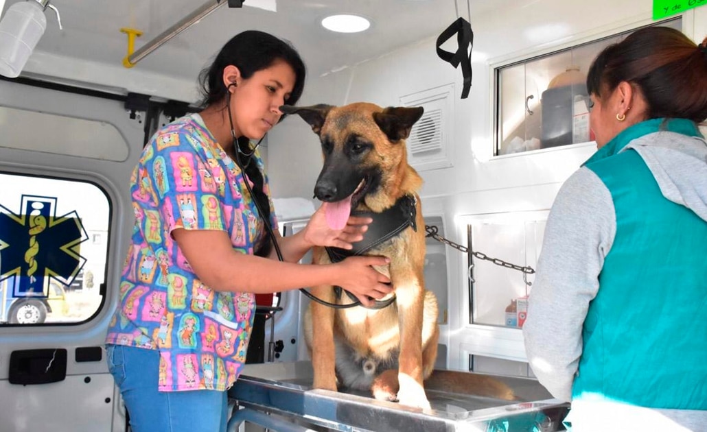 Reporta “Ambudog” más de 10 mil servicios a mascotas