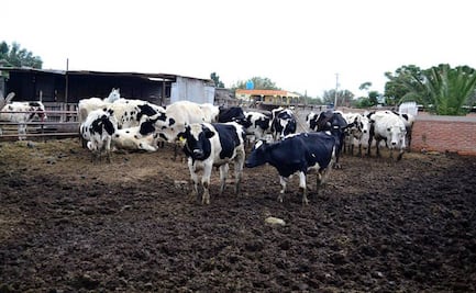 Productores Agropecuarios en Soledad buscan reactivar cuenca lechera