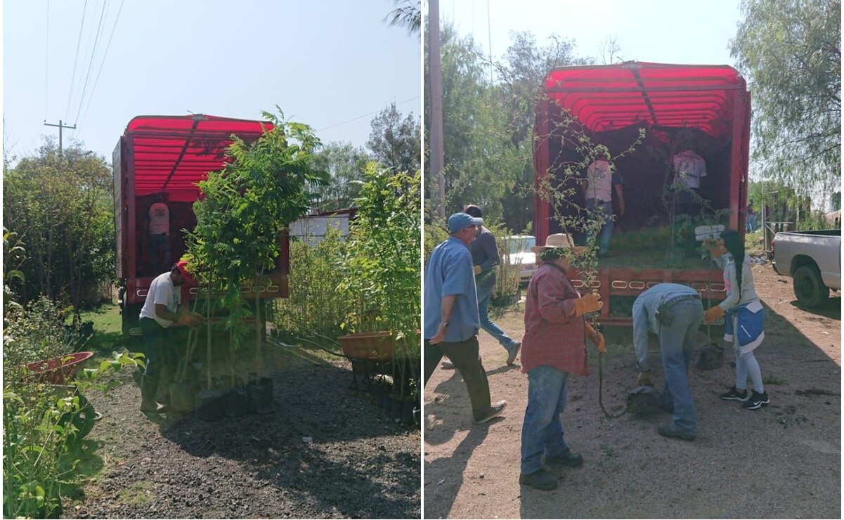 “Pulmones urbanos”, plantarán 450 árboles en la capital de San Luis Potosí. Foto: Especial